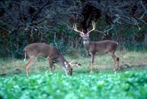 Two Deer